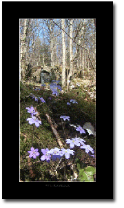 Still Panorama® - Hepatica